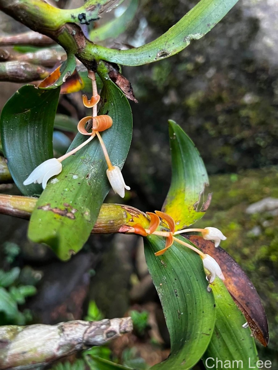 Cylindrolobus lindleyi (Thwaites) Ormerod & C.S.Kumar